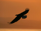 American Bald Eagle Soaring at Sunset (Haliaeetus Leucocephalus)