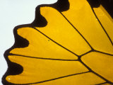 A Close View of a Butterfly Wing