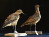 Extinct Eskimo Curlews in an Exhibit