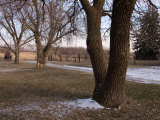 Siberian Elm Trees in the Melting Snow at the Historic Waveland Farm