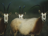 A Group of Scimitar Horned Oryxes