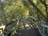 Mangrove Boardwalk  Botanic Gardens  Brisbane  Queensland  Australia