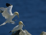 A Pair of Northern Gannets on Cliffs Above the Atlantic Ocean
