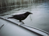 A Raven Perched on the Side of an Inflatable Boat