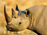 Black Rhinoceros at Halali Resort  Namibia