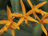 Orchid World  Barbados  Caribbean