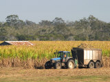 Harvesting Sugarcane near Hervey Bay  Queensland  Australia