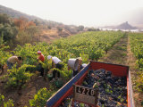 Picking Grapes  Languedoc  France