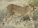Close View of a Cheetah Walking Through a Field (Acinonyx Jubatus)