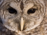 A Barred Owl (Strix Varia) Wing at a Raptor Recovery Center