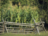 A Cornfield in Fort Frederick State Park