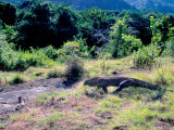 Komodo Dragon  Komodo Island  Indonesia