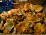 Mushrooms at Market  Avignon  Provence  France
