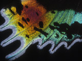 A Close View of the Scales on the Wing on a Butterfly