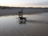 Twp Black Labradors Running on Beach in Cape Cod  United States
