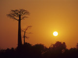 Baobab Avenue at Sunset  Madagascar