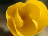 Close View of a California Poppy Flower