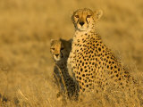 Portrait of a Mother Cheetah and Cub in Golden Light (Acinonyx Jubatus)