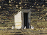 Arctic Hares in Front of Old Outhouse