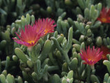Carpobrotus Succulent Plants with Their Flowers