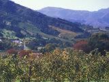 Autumn Colors of the Stellenbosch Winery  Cape Town  South Africa