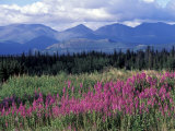Fireweed Blooms near Kluane National Park  Yukon  Canada