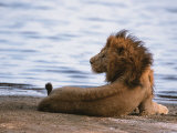 Portrait of Male African Lion  Tanzania