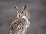 A Captive Great Horned Owl at a Recovery Center