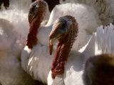 Several Huge White Gobbler Turkeys Look Ugly But Will Taste Good