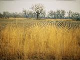 Fields at the Lillian Annette Rowe Bird Sanctuary on the Platte River