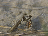 Praying Mantis Eating a Butterfly