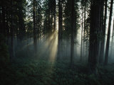 Once and Future Forest  the Lady Bird Johnson Grove is Sprayed by Sunlight in Redwood National Park