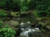Water Splashes Over a Waterfall in a Central Park Wood