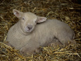 A Lamb Resting in the Hay Almost Seems to Smile