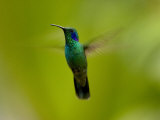 Green Violet-Ear Hummingbird (Colibri Thalassinus) in Flight in Mountainous Region of Costa Rica