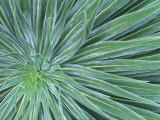 Echium  Wellington Botanical Gardens  North Island  New Zealand