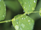 Close View of Foliage and Twisted Stem with Glistening Drops of Dew