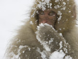 Big-Eyed  Snow-Covered Baby Snow Monkey (Macaca Fuscata)