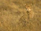 Young Cheetah (Acinonyx Jubatus) Sitting in Grass with Golden Light