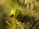 A Ladybug on the Spikes of a Cholla Cactus