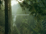 A Bridge Spans a Salmon Spawning River in a Temperate Rainforest