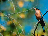 Indian Roller in Bandhavgarh National Park  India