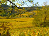 Autumn Morning in Pouilly-Fuisse Vineyards  France