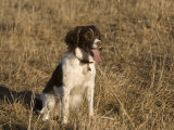 An English Springer Spaniel Rests after a Run