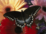 A Spicebush Swallowtail Butterfly Resting on Colorful Gerbera Daisies