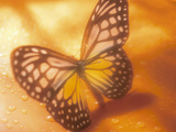 Monarch Butterfly in Sunlight on Orange Background