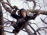 Young Male Chimpanzee  Gombe National Park  Tanzania