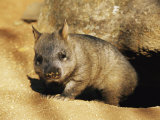 A Juvenile Southern Hairy-Nosed Wombat Emerging from Its Burrow; the Wombat is Seven Months Old