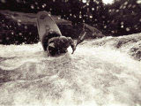 A Female Kayaker on the Gauley River