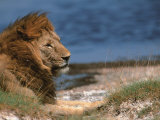 Portrait of Male African Lion  Tanzania